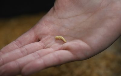 El consumo de insectos