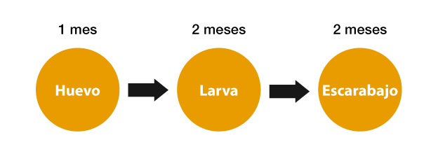 Proceso de producción del Tenebrio Molitor