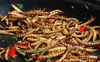 El gusano Molitor: un pequeño gigante en la alimentación y la sostenibilidad